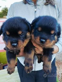 Disponibili Cuccioli di Rottweiler