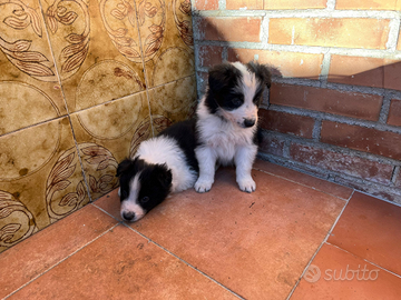 Cuccioli di Border Collie