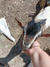 Disponibile capretto tibetano
