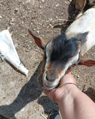 Disponibile capretto tibetano