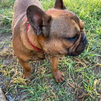 Bulldog francese