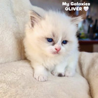Cucciolo Ragdoll Blu Bicolor Pedigree