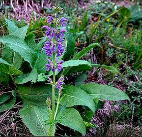 Salvia Pratensis (Salvia dei prati) – Piantine in 