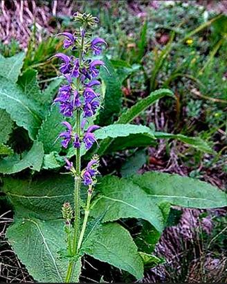 Salvia Pratensis (Salvia dei prati) – Piantine in 