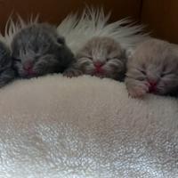 Cuccioli di British Shorthair