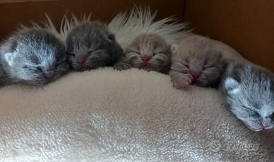 Cuccioli di British Shorthair