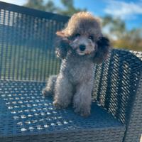 Barboncino Toy Silver