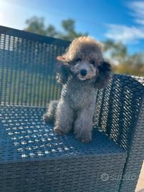 Barboncino Toy Silver