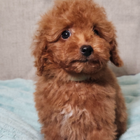 Barboncino toy rosso scuro