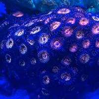 Corallo Zoanthus Space