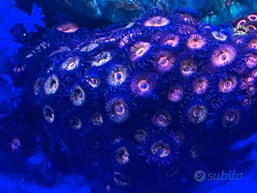 Corallo Zoanthus Space