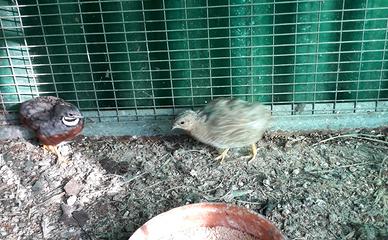 Quaglie cinesi