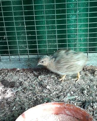 Quaglie cinesi