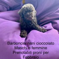 Barboncini
