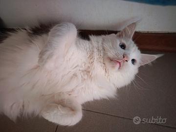 Maine Coon maschio sterelizzato