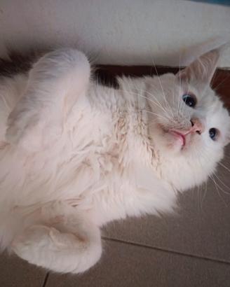Maine Coon maschio sterelizzato