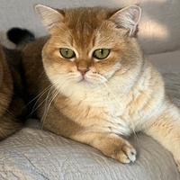 Accopiamento British Shorthair