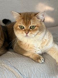 Accopiamento British Shorthair