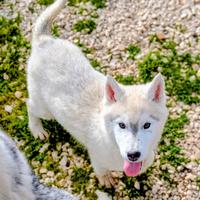 Cuccioli di siberian husky