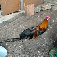 Galline ornamentali Phoenix