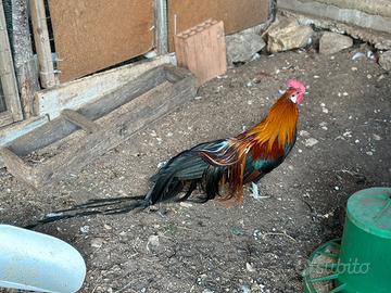 Galline ornamentali Phoenix