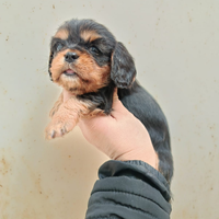 Cavaliere king pedigree ENCI