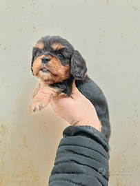 Cavaliere king pedigree ENCI