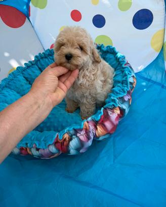 Maltipoo nano