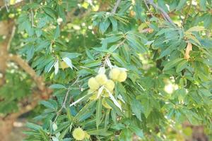 TER. AGRICOLO A SPOLETO