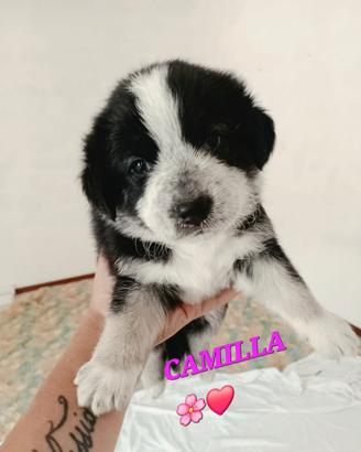 Cucciolo taglia media-contenuta