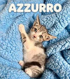 In dono micio