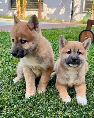 Shibaaaaa li alleviamo noi