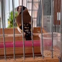 Cardellino bavettato 2022