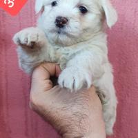 MALTESE ultimo batuffolino