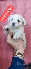 MALTESE ultimo batuffolino