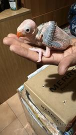 Pulli parrocchetto dal collare blu cleartail