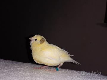 Canarino giallo allevato a stecco