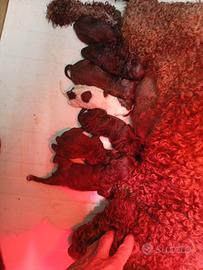 Cuccioli di Lagotto con Pedigree
