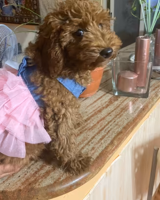 Cucciolata barboncini