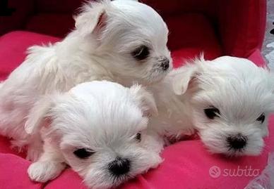 Maltese mini toy