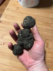 Addestramento cani da tartufo