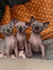 Cuccioli di gatti Sphynx