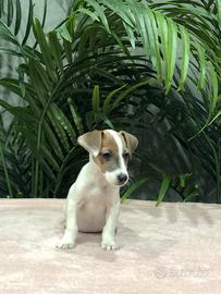 Jack russel