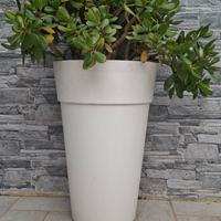 Pianta grassa in vaso alto