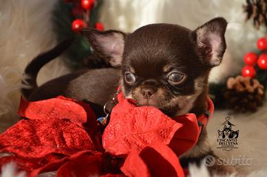 Cucciolo di Chihuahua linea russa pedigree Enci