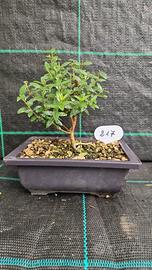 Bonsai di Mirto Tarantino (Myrtus Tarentina) 217