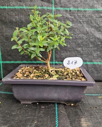Bonsai di Mirto Tarantino (Myrtus Tarentina) 217