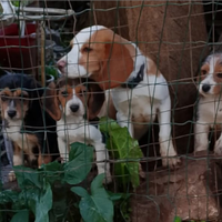 Cuccioli di Beagle