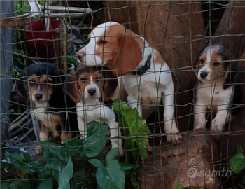Cuccioli di Beagle