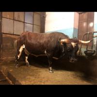 Pezzata Castana Valdostana Stellata